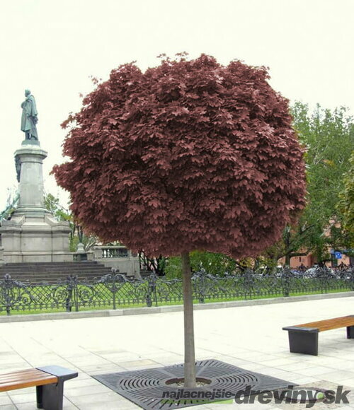 Javor mliečny Purple Globe na kmienku 200/220 cm, v črepníku Acer platanoides Purple Globe