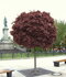 Javor mliečny Purple Globe na kmienku 200+ cm, obvod 6/8 cm, v črepníku Acer platanoides Purple Globe