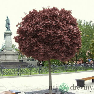 Javor mliečny Purple Globe na kmienku 200+ cm, obvod 6/8 cm, v črepníku Acer platanoides Purple Globe