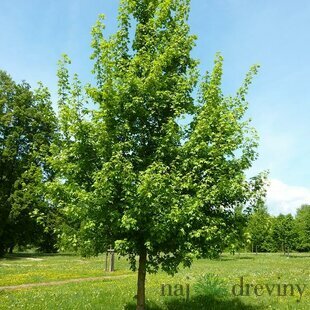 Javor poľný 150/200 cm, v črepníku Acer campestre