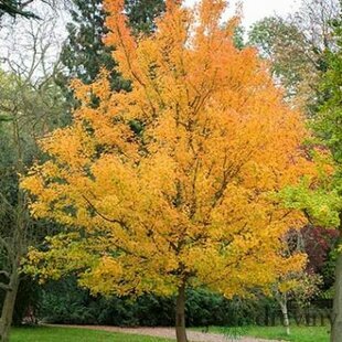 Javor poľný Campestre 180/200 cm, v črepníku Acer campestre