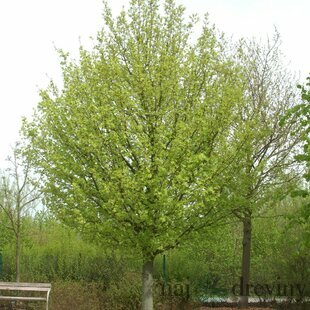 Javor poľný Elsrijk obvod 8/10 cm, výška 300/400 cm, v koreňovom bale 40l Acer campestre Elsrijk