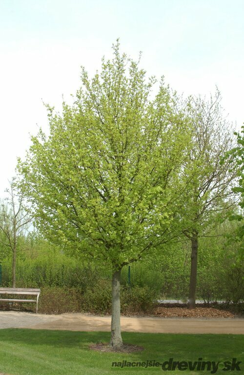 Javor poľný Elsrijk obvod 8/10 cm, výška 300+ cm, v črepníku Acer campestre Elsrijk