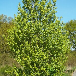 Javor poľný obvod 6/8 cm, výška 220/250 cm, v črepníku Acer campestre