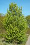 Javor poľný obvod 6/8 cm, výška 220/250 cm, v črepníku Acer campestre