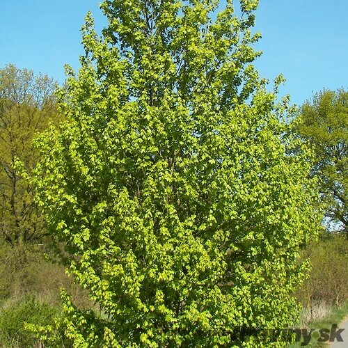 Javor poľný obvod 6/8 cm, výška 220/250 cm, v črepníku Acer campestre