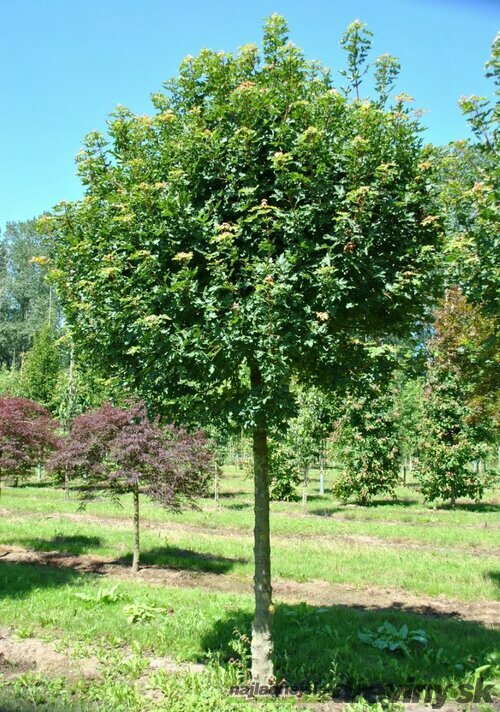 Javor poľný, výška 150/200 cm, v črepníku Acer campestre