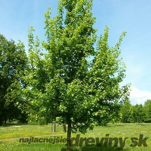 Javor poľný, výška 90/120 cm, v črepníku Acer campestre