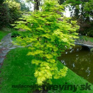 Javor Shirasawanum, výška 80/100 cm, v črepníku Acer SHIRASAWANUM