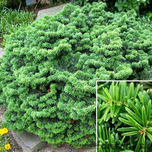 Jedľa balzamová Nana (trpaslík) 20/30 cm, v črepníku 3l  Abies balsamea Nana