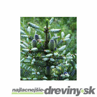 Jedľa kórejská Silberlocke (Jedľa kórejská Strieborná kučera), výška 40/60 cm, v črepníku 5l Abies koreana Silberlocke