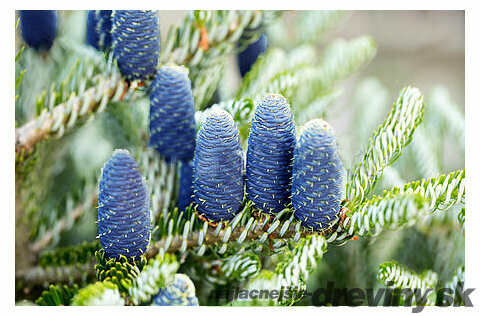 Jedľa kórejská Silberlocke, v črepníku 20/30 cm Abies koreana Silberlocke