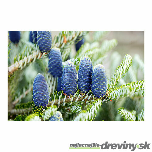 Jedľa kórejská Silberlocke, v črepníku 20/30 cm Abies koreana Silberlocke