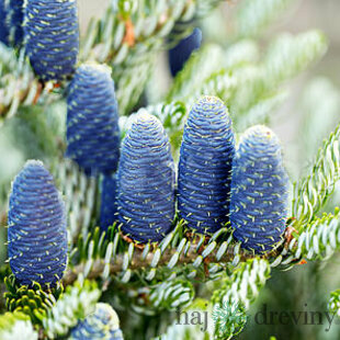Jedľa kórejská Silberlocke, v črepníku 20/30 cm Abies koreana Silberlocke