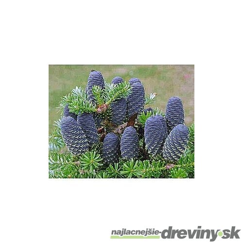 Jedľa kórejská, výška 30/40 cm, v črepníku 5l Abies koreana