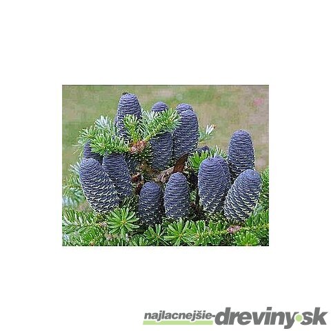 Jedľa kórejská, výška 30/40 cm, v črepníku 5l Abies koreana