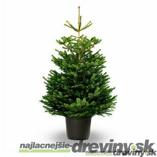 Jedľa nordmannova 40/60 cm, v črepníku 7.5l Abies nordmanniana