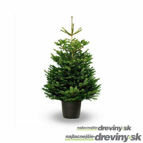 Jedľa nordmannova 40/60 cm, v črepníku 7.5l Abies nordmanniana