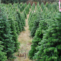 Jedľa nordmannova (tzv. kaukazská) 180/200 cm Premium Abies nordmanniana