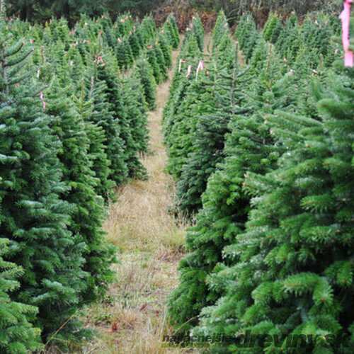 Jedľa nordmannova (tzv. kaukazská) 200/250 cm, Premium, rezaná Abies nordmanniana