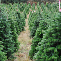 Jedľa nordmannova (tzv. kaukazská) 200/250 cm, Standard Abies nordmanniana