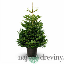 Jedľa nordmannova (tzv. kaukazská) výška 175/200 cm, v črepníku Abies nordmanniana