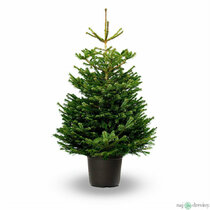 Jedľa nordmannova výška 80/120 cm, v črepníku Abies nordmanniana