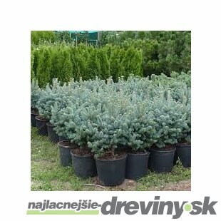 Jedľa plstnatoplodá Compacta 20/40 cm, v črepníku Abies Lasiocarpa Compacta