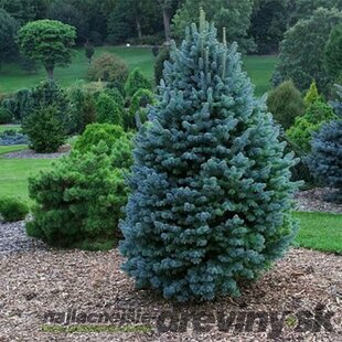 Jedľa plstnatoplodá Compacta na kmienku 10/20 cm celková výška 40/60 cm, v črepníku 5l Abies Lasiocarpa Compacta