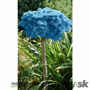 Jedľa plstnatoplodá Compacta výška kmienku 80/100 cm, v črepníku Abies Lasiocarpa Compacta