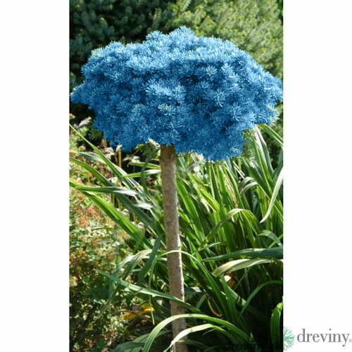 Jedľa plstnatoplodá Compacta výška kmienku 80/100 cm, v črepníku Abies Lasiocarpa Compacta