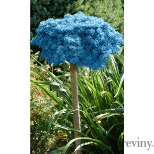 Jedľa plstnatoplodá Compacta výška kmienku 80/100 cm, v črepníku Abies Lasiocarpa Compacta