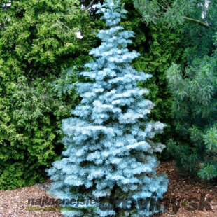 Jedľa srienistá, výška 60/80 cm, v črepníku Abies