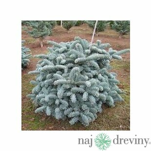 Jedľa vznešená Glauca, 20/40 cm, v črepníku Abies procera Glauca