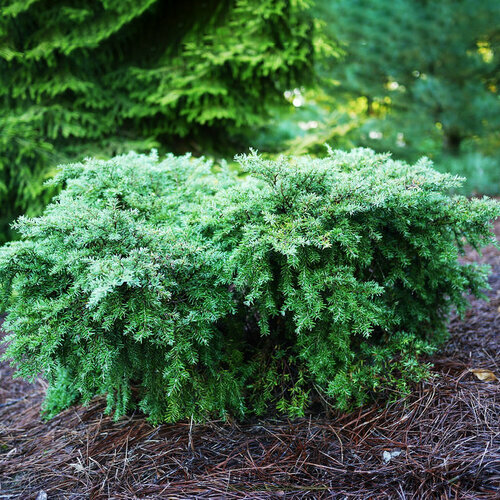 Jedľovec kanadský Jeddeloh 20/30 cm, v črepníku Tsuga canadensis Jeddeloh