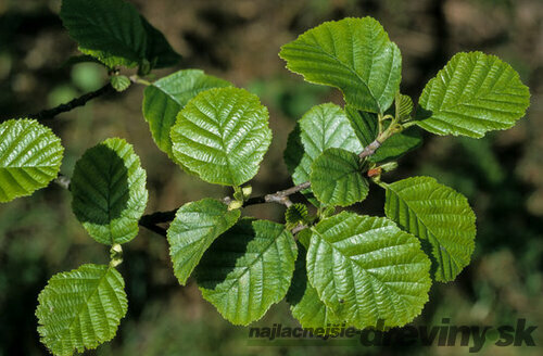 Jelša lepkavá 250+ cm, obvod 8/10 cm, v črepníku Alnus glutinosa