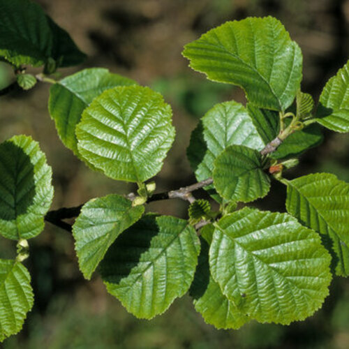 Jelša lepkavá 250+ cm, obvod 8/10 cm, v črepníku Alnus glutinosa