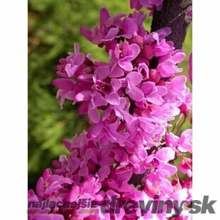 Judášovec Kanadský 20/40 cm, v črepníku Cercis canadensis