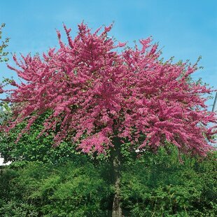 Judášovec kanadský Avondale, výška 130/150 cm, v črepníku Cercis canadensis