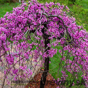 Judášovec kanadský ‘Cascading Hearts‘, výška 175/+ cm, v črepníku 15l Cercis canadensis ‘Cascading Hearts‘