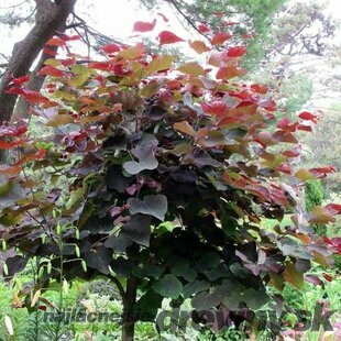 Judášovec kanadský Forest Pansy, na kmienku 100/120 cm, výška 160/180 cm, v črepníku Cercis canadiensis Forest Pansy