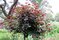 Judášovec kanadský Forest Pansy, výška 200/250 cm, v črepníku 18l Cercis canadiensis Forest Pansy