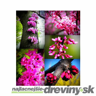 Judášovec kanadský Forest Pansy, výška 50/+ cm, v črepníku 7l Cercis canadensis Forest Pansy