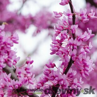 Judášovec kanadský Merlot 180/200 cm, v črepníku 18l Cercis canadensis Merlot