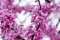 Judášovec kanadský Merlot 180/200 cm, v črepníku 18l Cercis canadensis Merlot