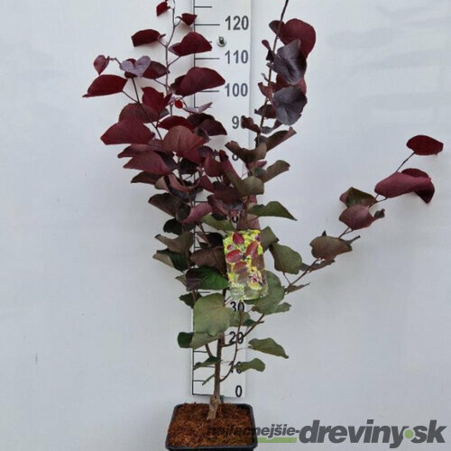 Judášovec kanadský Merlot, výška 120/140 cm, v črepníku 11l Cercis canadiensis Merlot