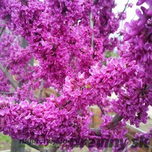 Judášovec kanadský Oklahoma, výška 50/+ cm, v črepníku 7l Cercis can. ‘Oklahoma‘