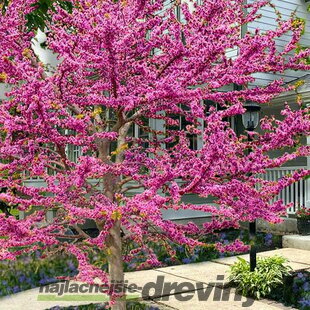 Judášovec kanadský ‘Pink Pom Poms‘, výška 125/+ cm, v črepníku 15l Cercis canadensis ‘Pink Pom Poms‘