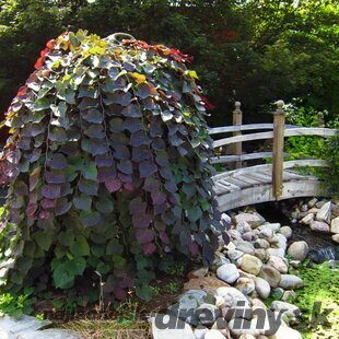 Judášovec kanadský ‘Ruby Falls‘ PBR, výška 140/160 cm, v črepníku 12l Cercis canadensis ‘Ruby Falls‘ PBR