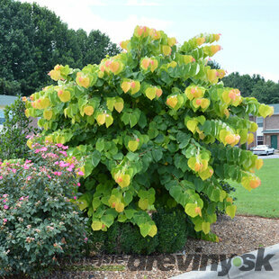 Judášovec kanadský Texas White 80/+ cm, v črepníku Cercis can. ‘Texas White‘